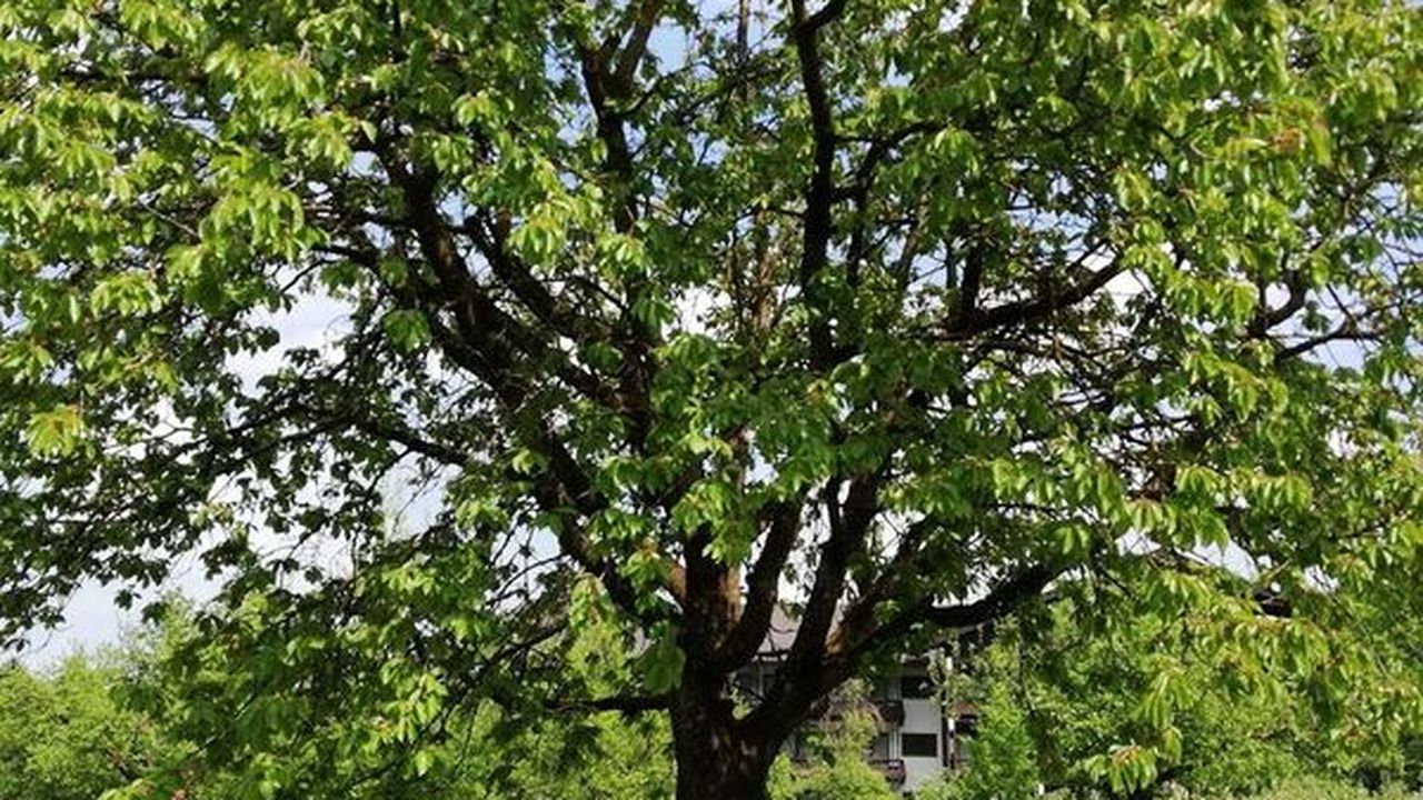 Sandkasten unterm Kirschbaum Sandkasten unterm Kirschbaum